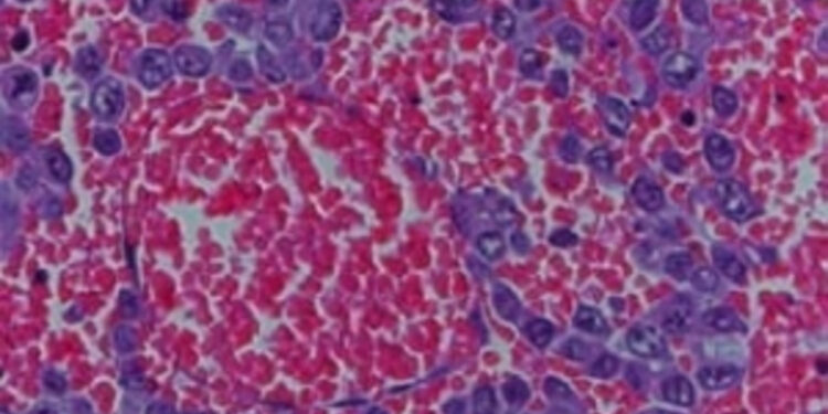 Η Επανάσταση του 2026: Το σώμα μας γίνεται «εργοστάσιο» που εξολοθρεύει όγκους