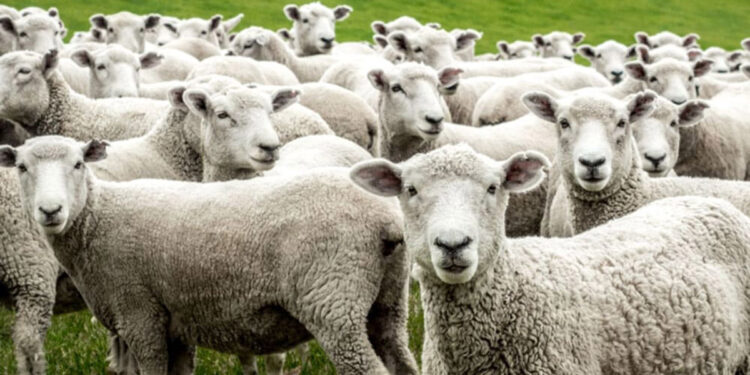 ΣΥΡΙΖΑ: Μεγάλος κίνδυνος ο αφθώδης πυρετός για την κτηνοτροφία – Απαιτείται άμεση λήψη μέτρων