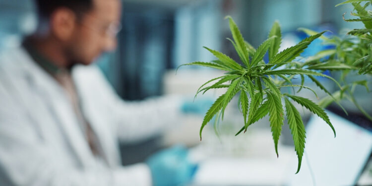 Συνθετικά της κάνναβης μπορούν να αντιστρέψουν νόσο που πλήττει το ένα τρίτο των ενηλίκων