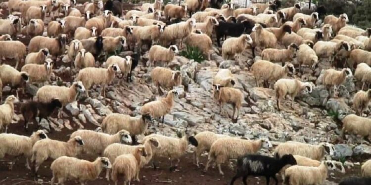 Σε ισχύ τα μέτρα για τον αφθώδη πυρετό στη Λέσβο