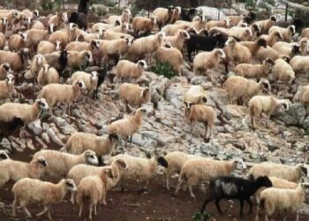 Αποζημιώσεις στο πλαίσιο εφαρμογής των μέτρων κατά της διασποράς του αφθώδους πυρετού