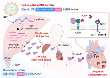 Θεραπεία RNA βοηθάει την καρδιά να επουλώνεται μετά από καρδιακή προσβολή
