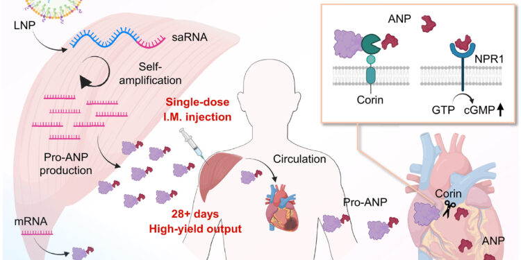 Θεραπεία RNA βοηθάει την καρδιά να επουλώνεται μετά από καρδιακή προσβολή