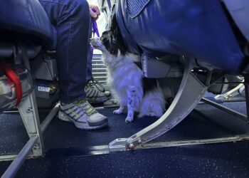 Το απόγευμα στην Αθήνα η πτήση επαναπατρισμού από το Άμπου Ντάμπι για κατοικίδια και τους ιδιοκτήτες τους
