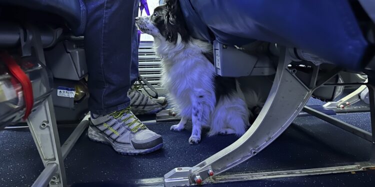 Το απόγευμα στην Αθήνα η πτήση επαναπατρισμού από το Άμπου Ντάμπι για κατοικίδια και τους ιδιοκτήτες τους