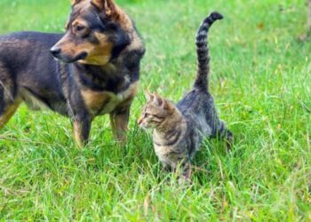 Πρόστιμα σε επιχειρήσεις προμήθειας ζωοτροφών για ζώα συντροφιάς