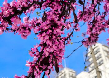 Καιρός: Με άκρως ανοιξιάτικες συνθήκες η Μεγάλη Εβδομάδα – Πρόσκαιρη αστάθεια από Μ. Πέμπτη - Πρόγνωση από την Ο. Παπαβγούλη - ertnews.gr