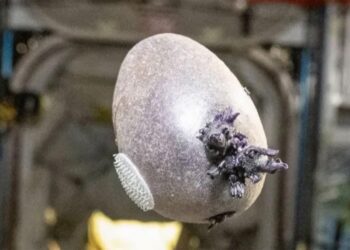 Spudnik Potato