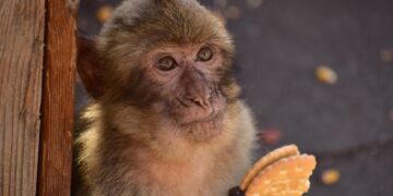 Μαϊμούδες τρώνε χώμα για να θεραπεύσουν στομαχικές διαταραχές