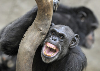 Οι χιμπατζήδες στην Ουγκάντα ​​βρίσκονται σε εμφύλιο πόλεμο και οι επιστήμονες δεν είναι σίγουροι για το πώς θα τελειώσει