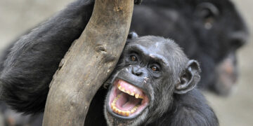 Οι χιμπατζήδες στην Ουγκάντα ​​βρίσκονται σε εμφύλιο πόλεμο και οι επιστήμονες δεν είναι σίγουροι για το πώς θα τελειώσει