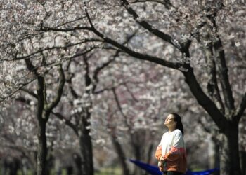 Η κλιματική αλλαγή ενισχύει την παραγωγή γύρης και επιδεινώνει τις εποχιακές αλλεργίες