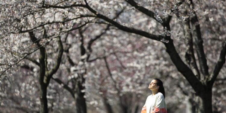 Η κλιματική αλλαγή ενισχύει την παραγωγή γύρης και επιδεινώνει τις εποχιακές αλλεργίες