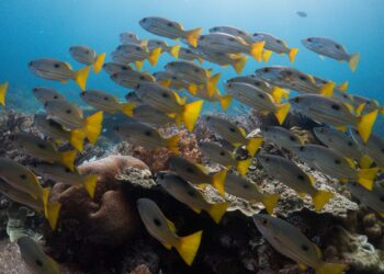 Σήμα συναγερμού από Copernicus: Κοντά σε ρεκόρ η θερμοκρασία των ωκεανών