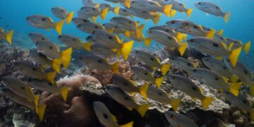 Σήμα συναγερμού από Copernicus: Κοντά σε ρεκόρ η θερμοκρασία των ωκεανών