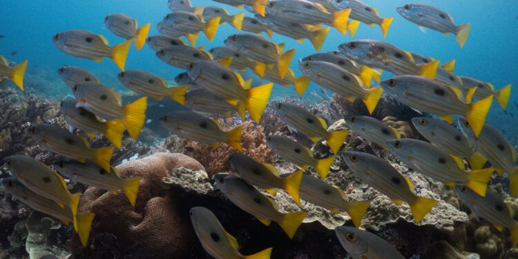 Σήμα συναγερμού από Copernicus: Κοντά σε ρεκόρ η θερμοκρασία των ωκεανών