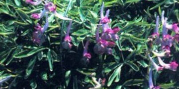 Τα τέσσερα βότανα που μπορούν να τονώσουν τη λίμπιντό σας