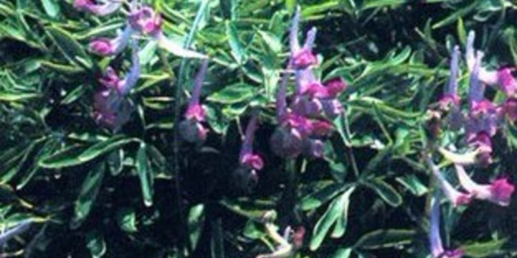 Τα τέσσερα βότανα που μπορούν να τονώσουν τη λίμπιντό σας