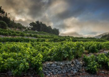 Οι τοπικοί συνεταιρισμοί πυλώνες οικονομίας και αρωγοί του τουρισμού - Η επιτυχία του ΕΟΣ Σάμου