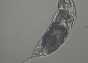 «Σκουλήκι ζόμπι » 24.000 ετών επανήλθε στη ζωή – και άρχισε να αναπαράγεται