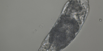 «Σκουλήκι ζόμπι » 24.000 ετών επανήλθε στη ζωή – και άρχισε να αναπαράγεται