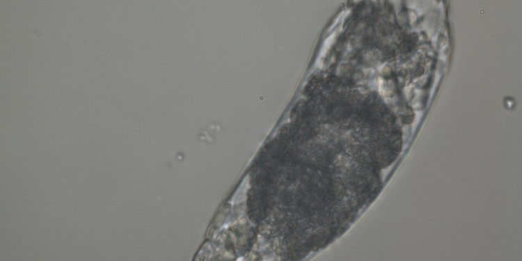 «Σκουλήκι ζόμπι » 24.000 ετών επανήλθε στη ζωή – και άρχισε να αναπαράγεται