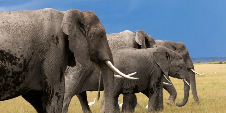 Νεκρός Αμερικανός εκατομμυριούχος σε σαφάρι στη Γκαμπόν - Ποδοπατήθηκε από ελέφαντες