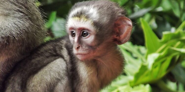 Facebook: Παράνομο εμπόριο άγριας ζωής με κωδικούς και ψεύτικες αγγελίες