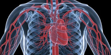 Μοριακές θεραπείες στοχεύουν στην αιτία των καρδιοπαθειών