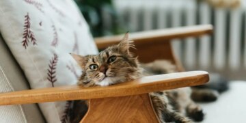 Όταν η καθημερινότητα του ανθρώπου γίνεται «βαρόμετρο» για τον σκύλο ή την γάτα