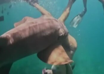 Βραζιλία: Σοκαριστικό βίντεο από τη στιγμή που καρχαρίας δαγκώνει τουρίστρια αμέσως μόλις βουτάει στη θάλασσα