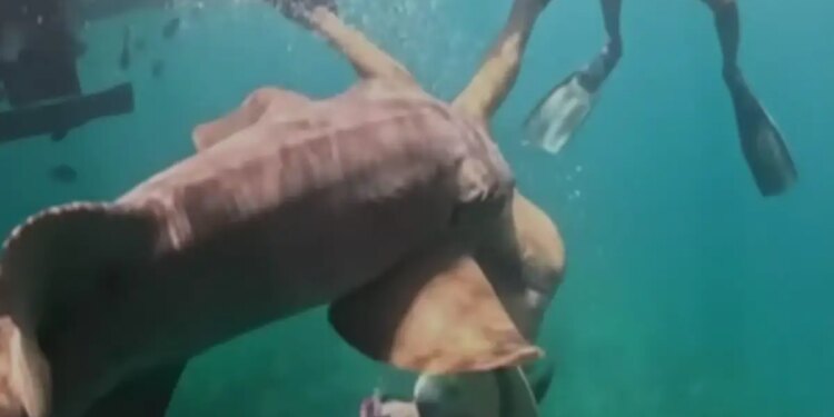 Βραζιλία: Σοκαριστικό βίντεο από τη στιγμή που καρχαρίας δαγκώνει τουρίστρια αμέσως μόλις βουτάει στη θάλασσα