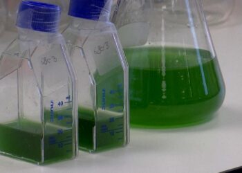 Εργαστηριακοί λειχήνες ανοίγουν δρόμους για παραγωγή υλικών στο διάστημα