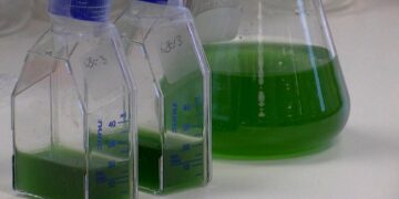 Εργαστηριακοί λειχήνες ανοίγουν δρόμους για παραγωγή υλικών στο διάστημα