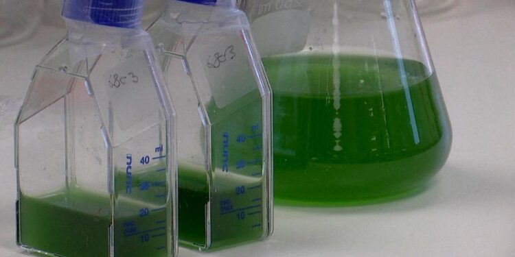 Εργαστηριακοί λειχήνες ανοίγουν δρόμους για παραγωγή υλικών στο διάστημα