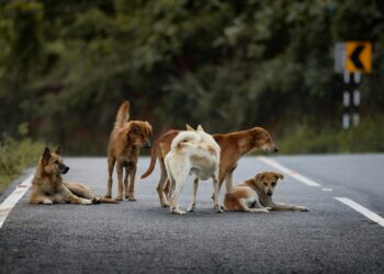 Παγκόσμια Ημέρα Αδέσποτων Ζώων: Μην αγοράζεις, υιοθέτησε - ertnews.gr