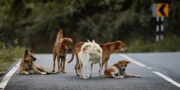 Παγκόσμια Ημέρα Αδέσποτων Ζώων: Μην αγοράζεις, υιοθέτησε - ertnews.gr