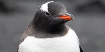 Ο αυτοκρατορικός πιγκουίνος περιελήφθη επισήμως στα «απειλούμενα» είδη