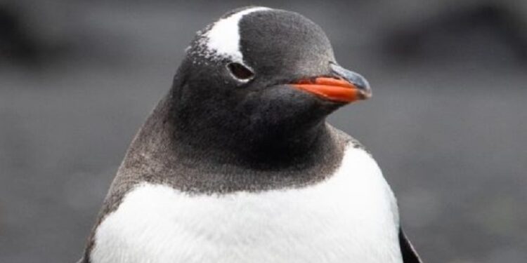 Ο αυτοκρατορικός πιγκουίνος περιελήφθη επισήμως στα «απειλούμενα» είδη
