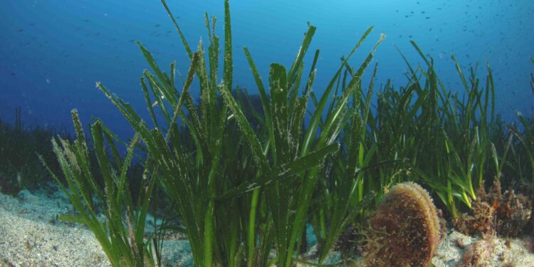 Τα θαλάσσια λιβάδια της Μεσογείου σε κίνδυνο – εκδήλωση στο Γαλλικό Ινστιτούτο