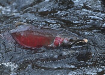 Έρευνα: Η ρύπανση από κοκαΐνη σε ποτάμια και λίμνες ενδέχεται να επηρεάσει τη συμπεριφορά του σολομού