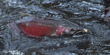 Έρευνα: Η ρύπανση από κοκαΐνη σε ποτάμια και λίμνες ενδέχεται να επηρεάσει τη συμπεριφορά του σολομού