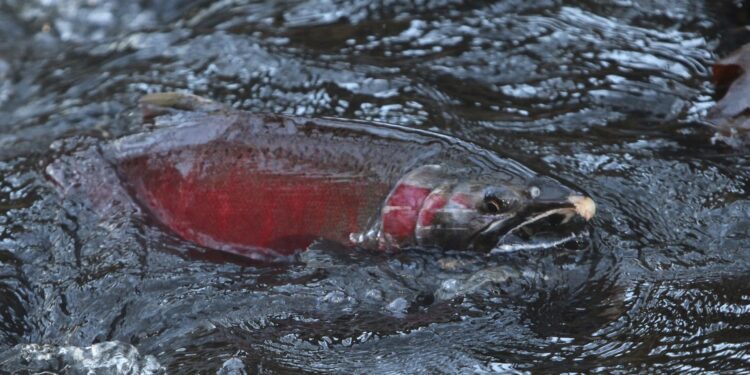 Έρευνα: Η ρύπανση από κοκαΐνη σε ποτάμια και λίμνες ενδέχεται να επηρεάσει τη συμπεριφορά του σολομού