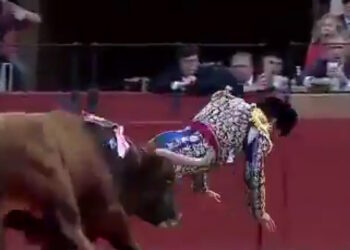 Ισπανία: Τρομακτικός τραυματισμός του «βασιλιά των ταυρομάχων» - Το κέρατο του ταύρου καρφώθηκε στα οπίσθιά του