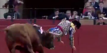 Ισπανία: Τρομακτικός τραυματισμός του «βασιλιά των ταυρομάχων» - Το κέρατο του ταύρου καρφώθηκε στα οπίσθιά του