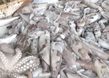 Θαλασσινά για τη Σαρακοστή: Τιμές, ελλείψεις και τι να προσέξουν οι καταναλωτές πριν το Πάσχα