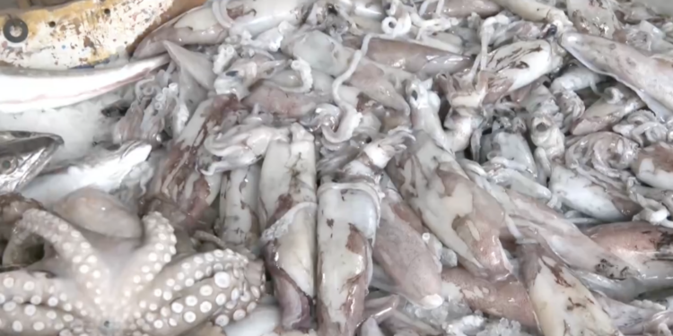 Θαλασσινά για τη Σαρακοστή: Τιμές, ελλείψεις και τι να προσέξουν οι καταναλωτές πριν το Πάσχα