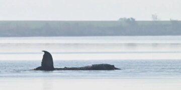 Δραματική επιχείρηση για τη διάσωση της φάλαινας «Τίμι» στα ρηχά της Βαλτικής - Θα μεταφέρουν το κήτος στα βαθιά