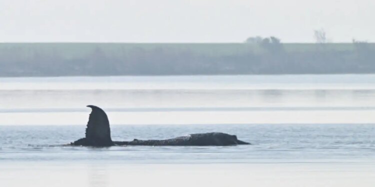 Δραματική επιχείρηση για τη διάσωση της φάλαινας «Τίμι» στα ρηχά της Βαλτικής - Θα μεταφέρουν το κήτος στα βαθιά