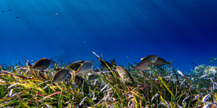 WWF: Η Μεσόγειος είναι μια από τις πιο επιβαρυμένες θάλασσες παγκοσμίως – Οδηγός για συνειδητές διατροφικές επιλογές